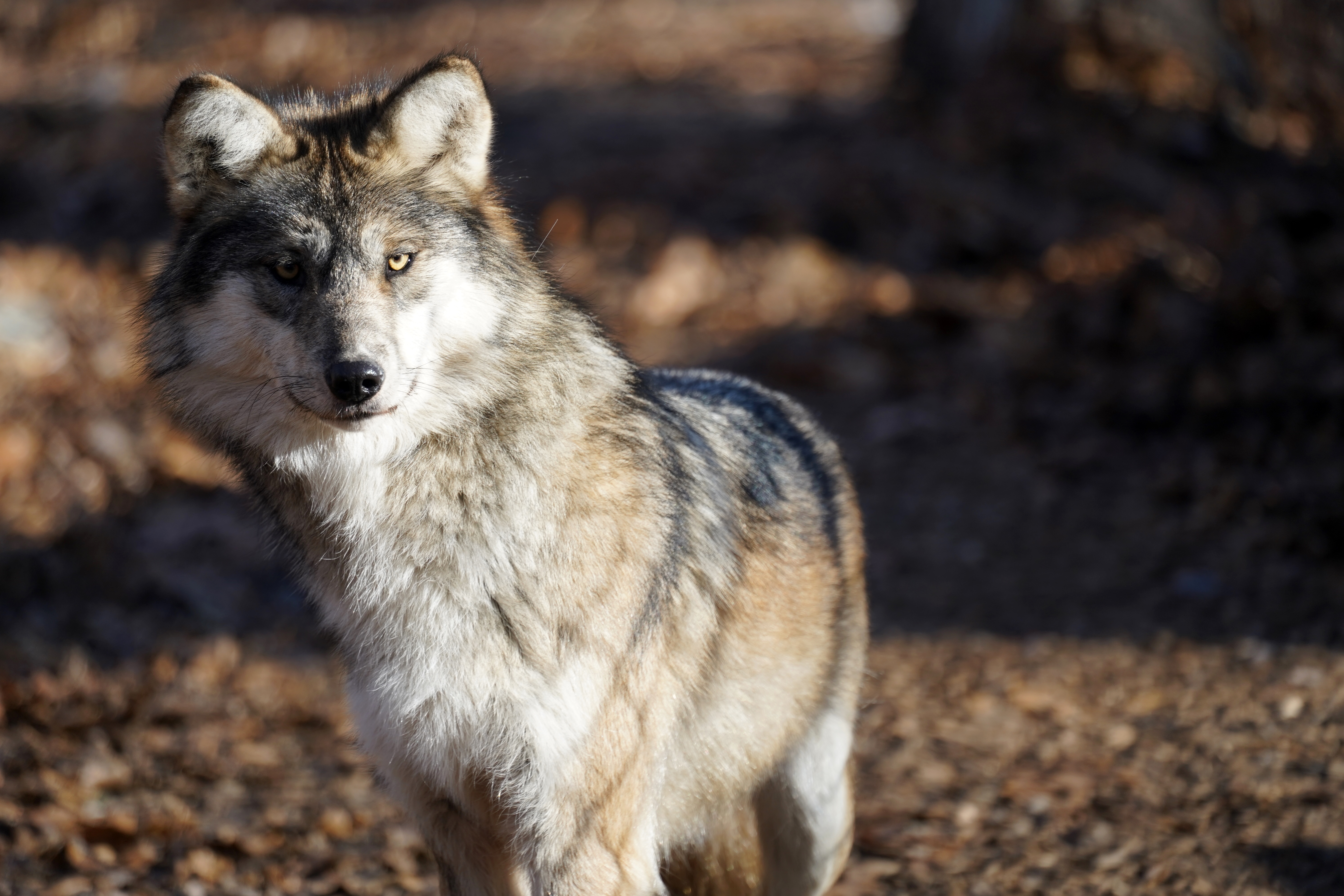 Mexican Gray Wolf Population Breaks 200 For the First Time | Defenders